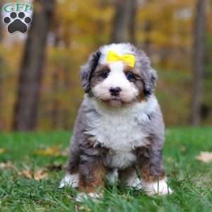 Princess, Mini Bernedoodle Puppy